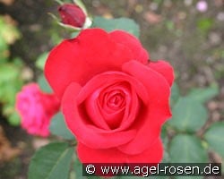 Alecs Red kaufen, clicken für mehr Details Alecs Red