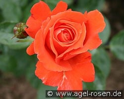 Alexander kaufen, clicken für mehr Details Alexander