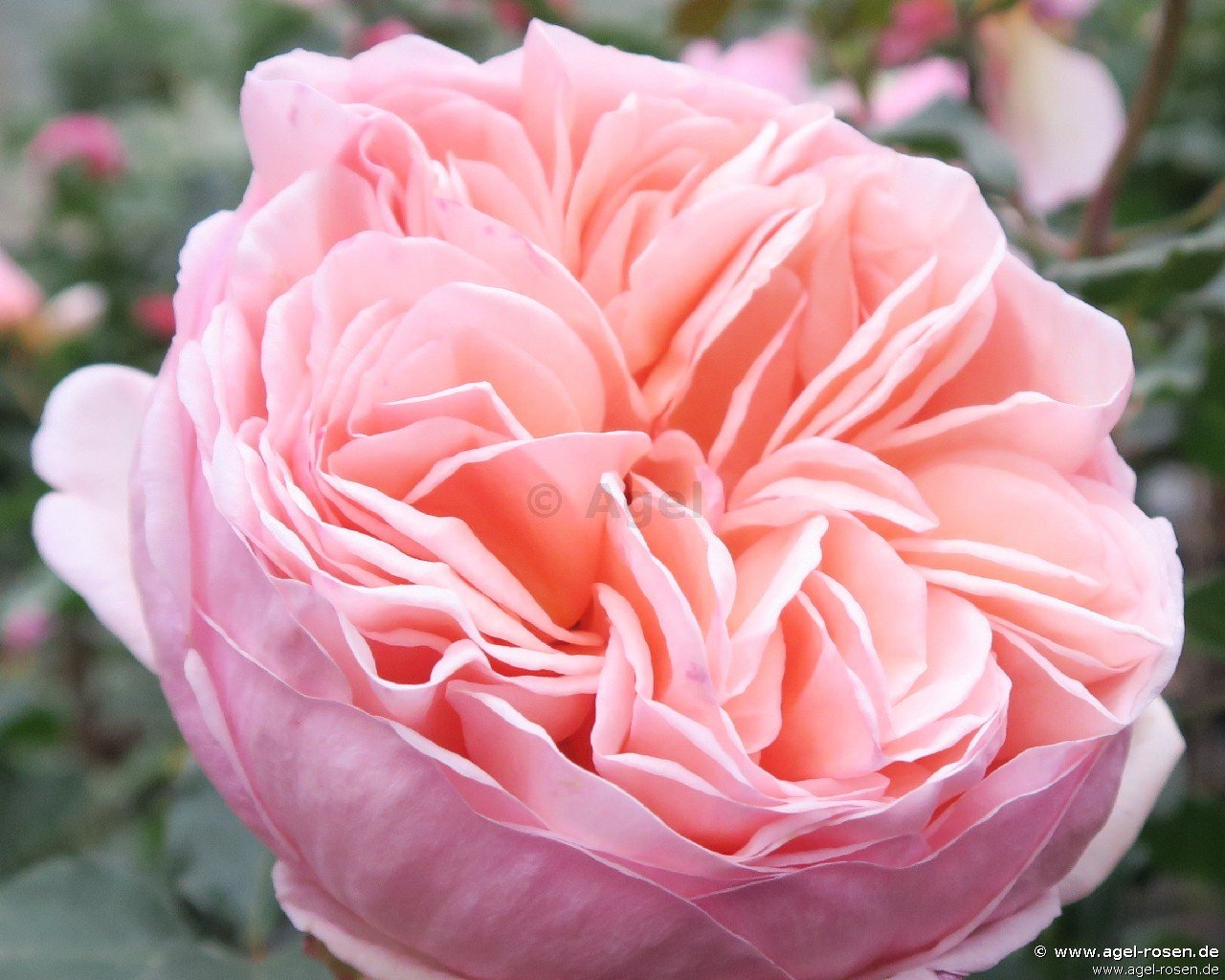 Rose ‘Alexandrine‘ (Hochstamm (~90cm), wurzelnackt)