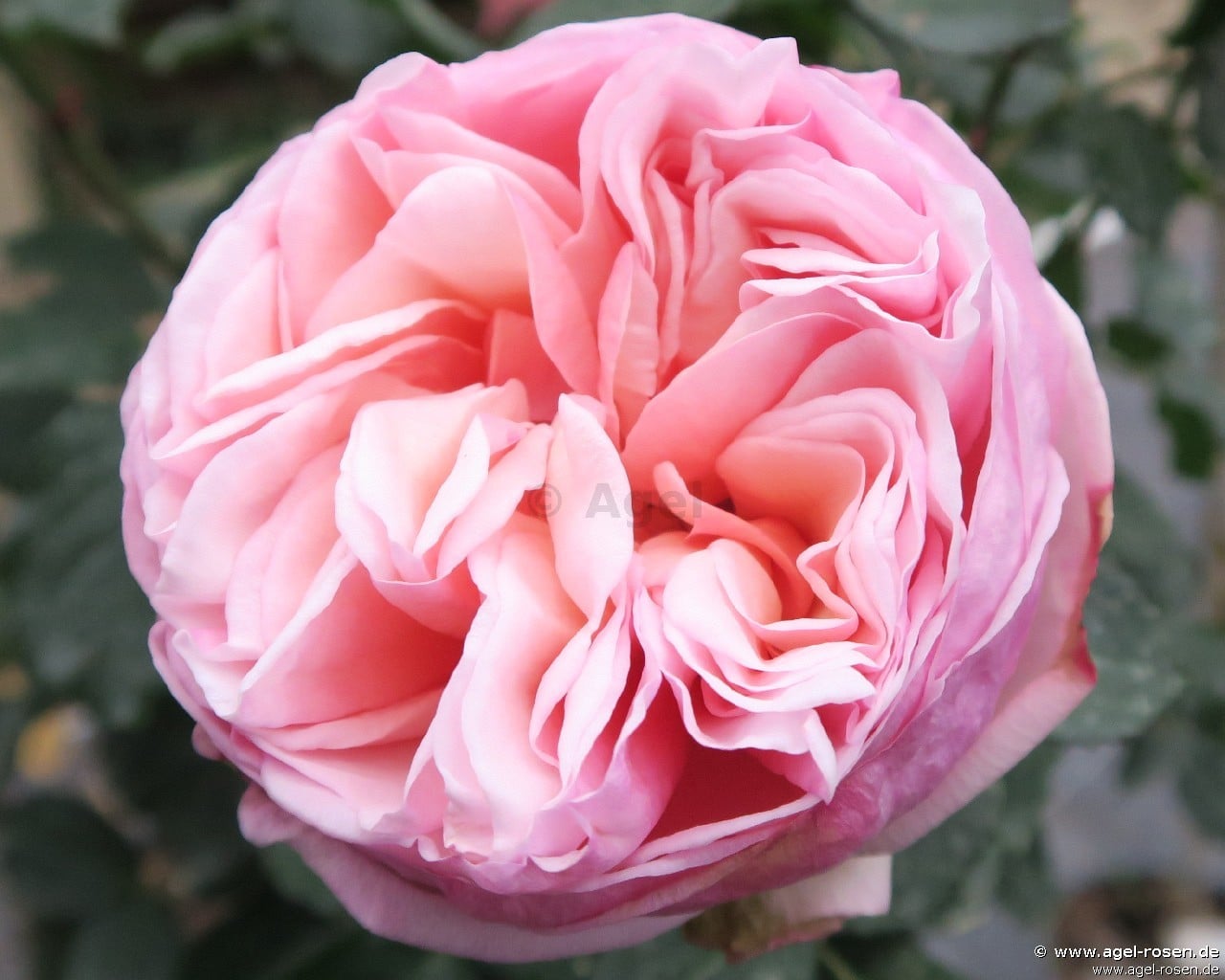 Alexandrine ® kaufen – Edelrose – AGEL ROSEN