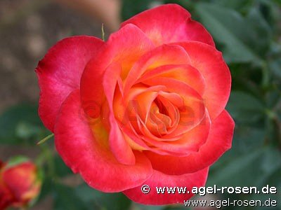 Rose ‘Alinka‘ (Hochstamm (~90cm), wurzelnackt)