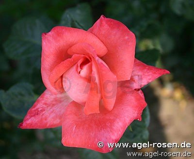 Rose ‘Alte Liebe‘ (Hochstamm (~90cm), wurzelnackt)