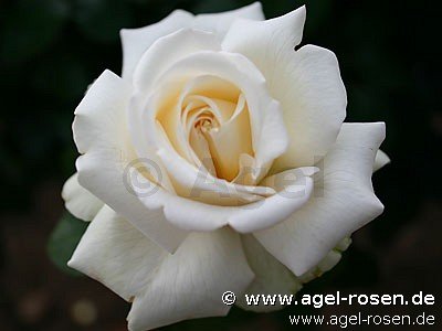Rose ‘Ambiente‘ (Halbstamm (~65cm), wurzelnackt)