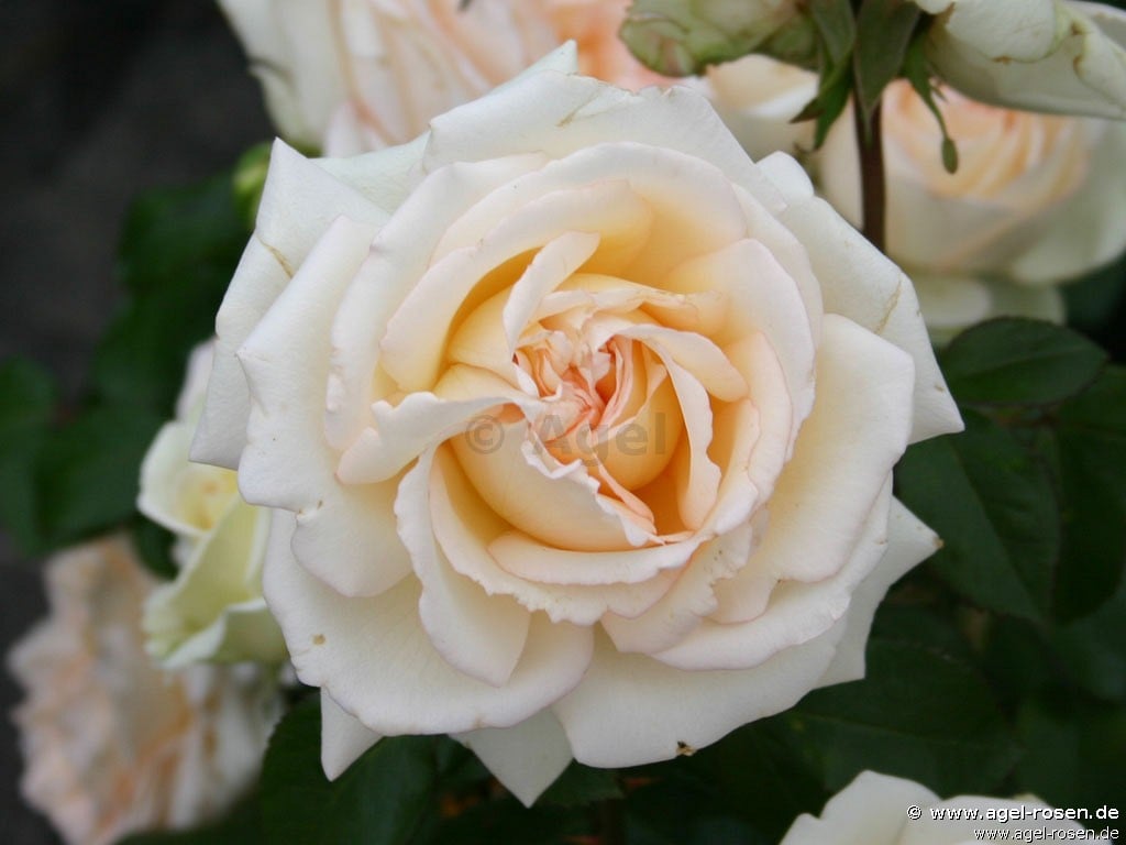 Ambiente ® kaufen – Edelrose – AGEL ROSEN