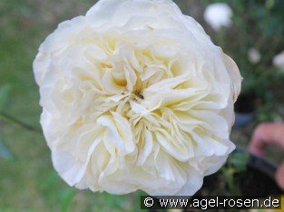 Andreas Khol Rose
