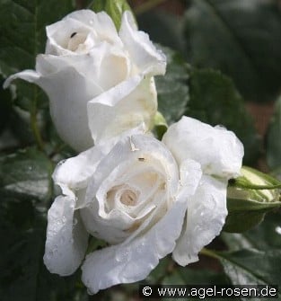 Anggun