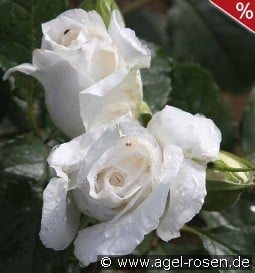 Anggun kaufen, clicken für mehr Details Anggun