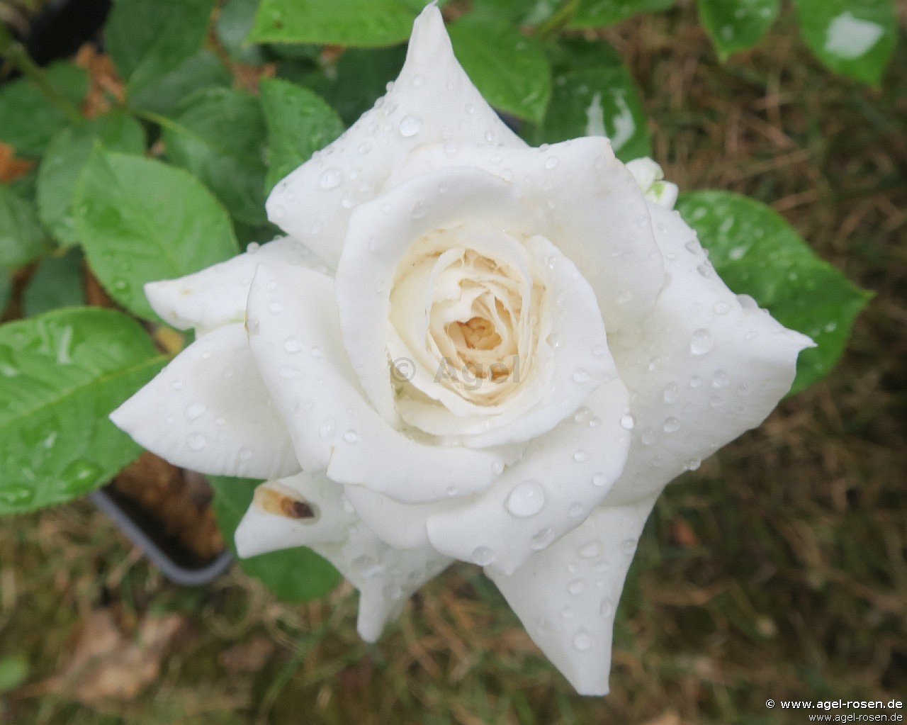 Rose ‘Annapurna‘ (wurzelnackte Rose)