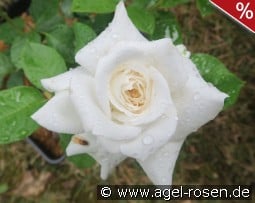 Annapurna kaufen, clicken für mehr Details Annapurna