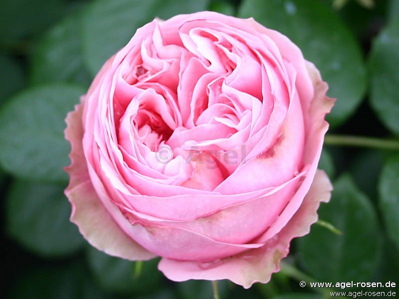Rose ‘Aphrodite‘ (Hochstamm (~90cm), wurzelnackt)