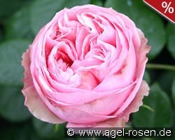 Aphrodite kaufen, clicken für mehr Details Aphrodite