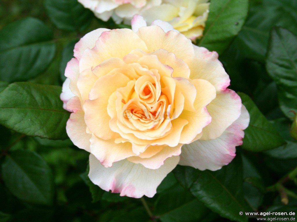 Rose ‘Aquarell‘ (Hochstamm (~90cm), wurzelnackt)