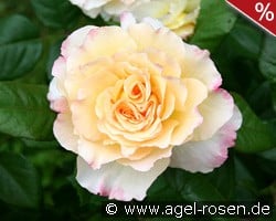 Aquarell kaufen, clicken für mehr Details Aquarell