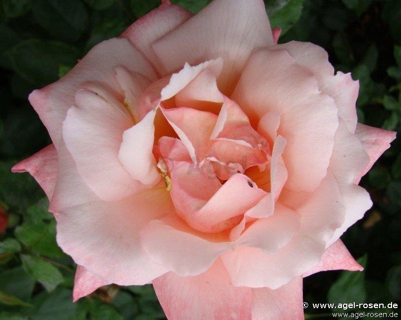 Rose ‘Arioso‘ (wurzelnackte Rose)