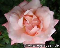 Arioso kaufen, clicken für mehr Details Arioso