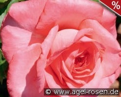 Arthur Rimbaud kaufen, clicken für mehr Details Arthur Rimbaud