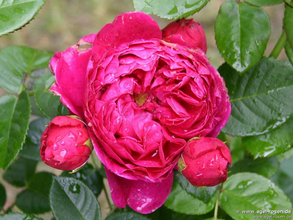 Rose ‘Ascot‘ (Hochstamm (~90cm), wurzelnackt)