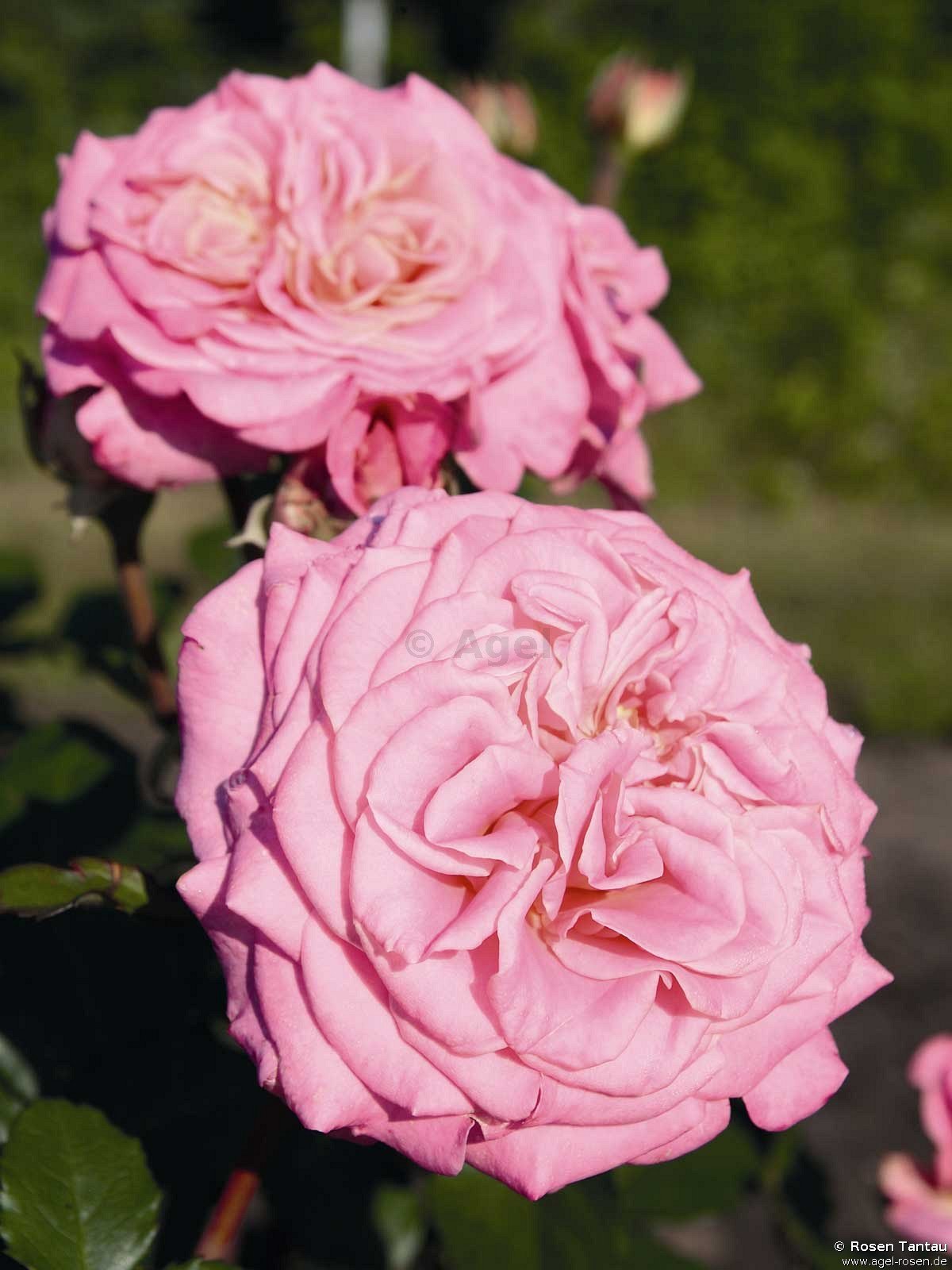 Rose ‘Ashley‘ (Hochstamm (~90cm), wurzelnackt)