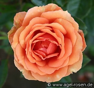 Agel rosen Agel rosen