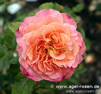 Rose ‘Augusta Luise‘ (Halbstamm (~65cm), wurzelnackt)