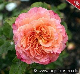 Augusta Luise