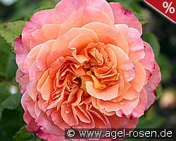 Augusta Luise kaufen, clicken für mehr Details Augusta Luise