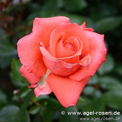 Rose ‘Ave Maria‘ (2-Liter Biotopf)
