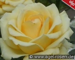 Bad Hersfeld syn. Mystery Girl kaufen, clicken für mehr Details Bad Hersfeld syn. Mystery Girl