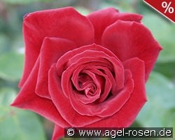 Ballade DDR kaufen, clicken für mehr Details Ballade DDR