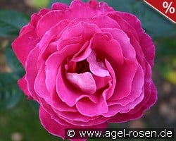 Baronne E. de Rothschild kaufen, clicken für mehr Details Baronne E. de Rothschild