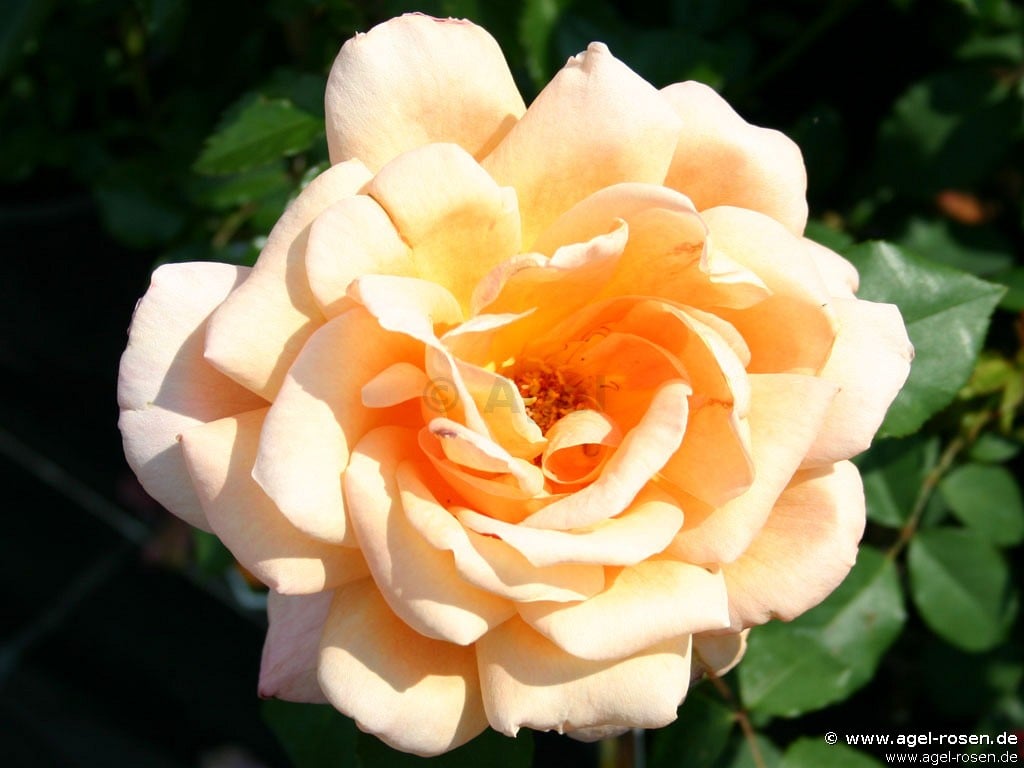 Beauté kaufen – Edelrose – AGEL ROSEN