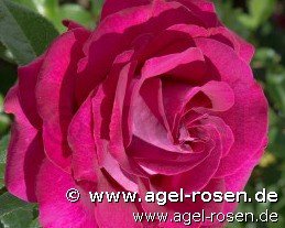 Rose ‘Belles Rives‘ (Halbstamm (~65cm), wurzelnackt)