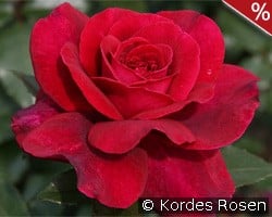 Bellevue kaufen, clicken für mehr Details Bellevue