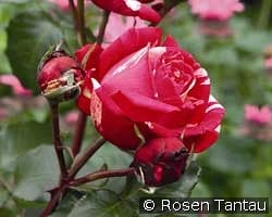 Best Impression kaufen, clicken für mehr Details Best Impression