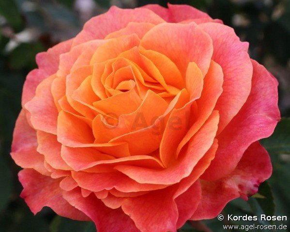 Rose ‘Better Times‘ (wurzelnackte Rose)