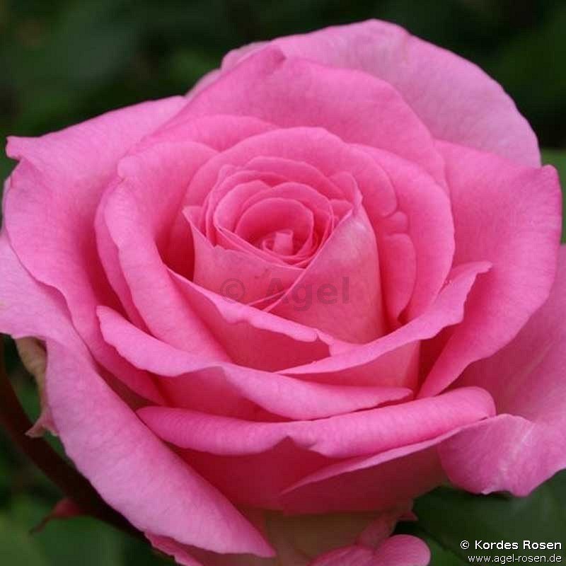 Rose ‘Beverly‘ (Halbstamm (~65cm), wurzelnackt)