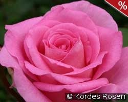 Beverly kaufen, clicken für mehr Details Beverly