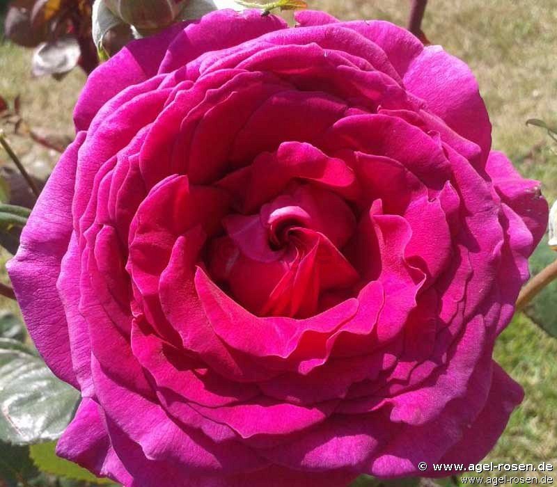 Rose ‘Big Purple‘ (wurzelnackte Rose)