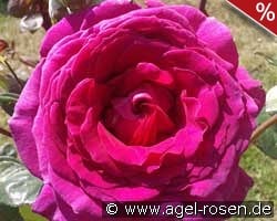 Big Purple kaufen, clicken für mehr Details Big Purple