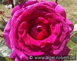 Big Purple kaufen, clicken für mehr Details Big Purple