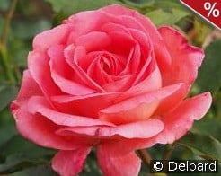 Bijou Corail kaufen, clicken für mehr Details Bijou Corail