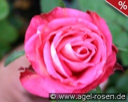 Birgit 75 kaufen, clicken für mehr Details Birgit 75