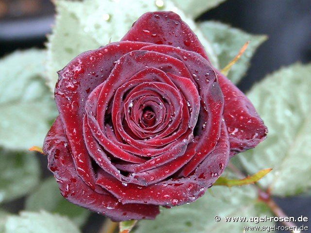 Rose ‘Black Baccara‘ (Halbstamm (~65cm), wurzelnackt)
