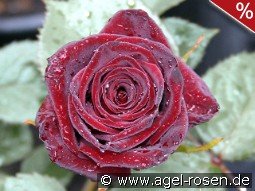 Black Baccara