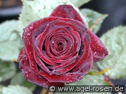 Black Baccara