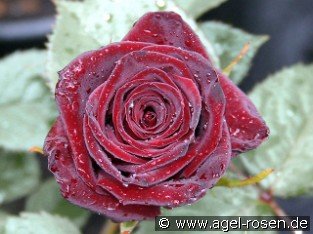 Black Baccara