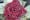 Black Baccara