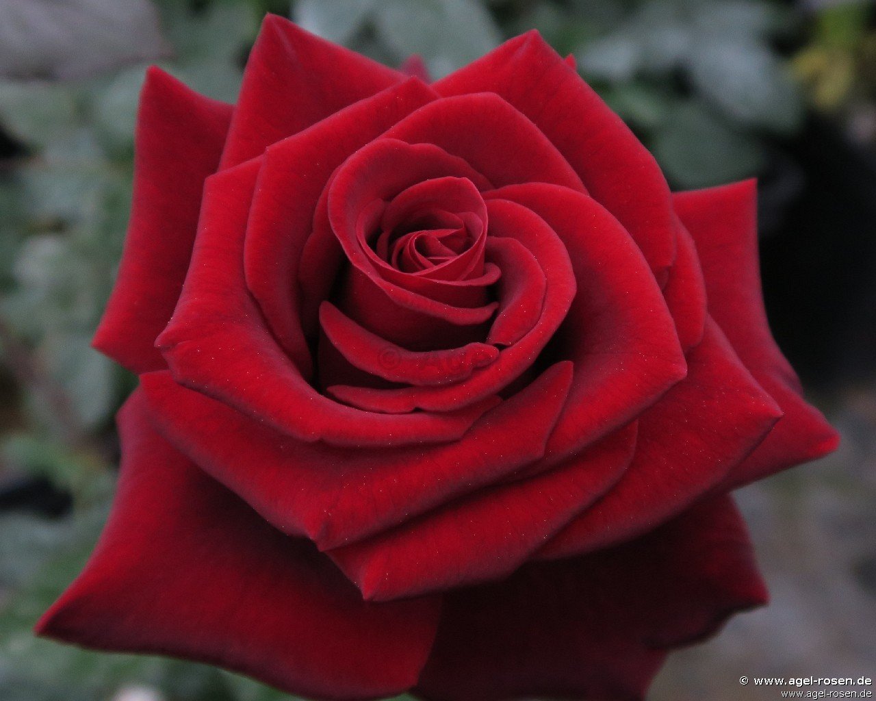 Rose ‘Black Magic‘ (6,5-Liter Topf)