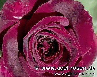 Rose ‘Black Parfumella - Duftrose der Provence‘ (wurzelnackte Rose)