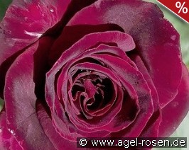 Black Parfumella - Duftrose der Provence